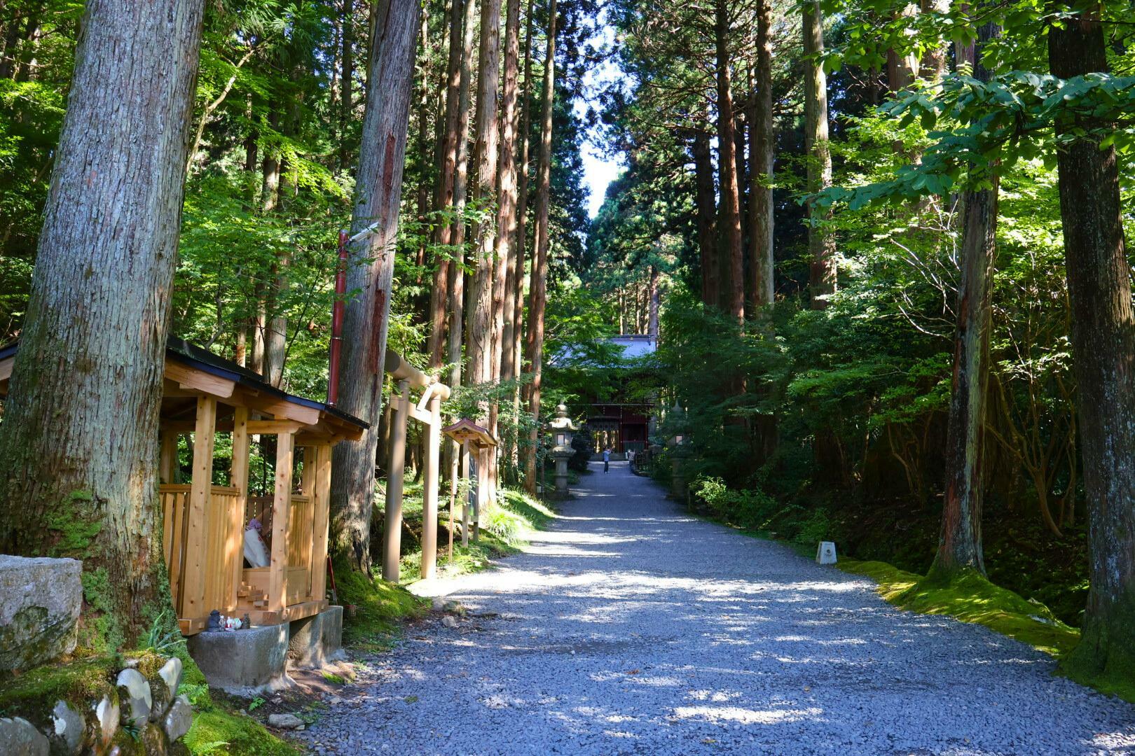 夏はとても涼しい参道です