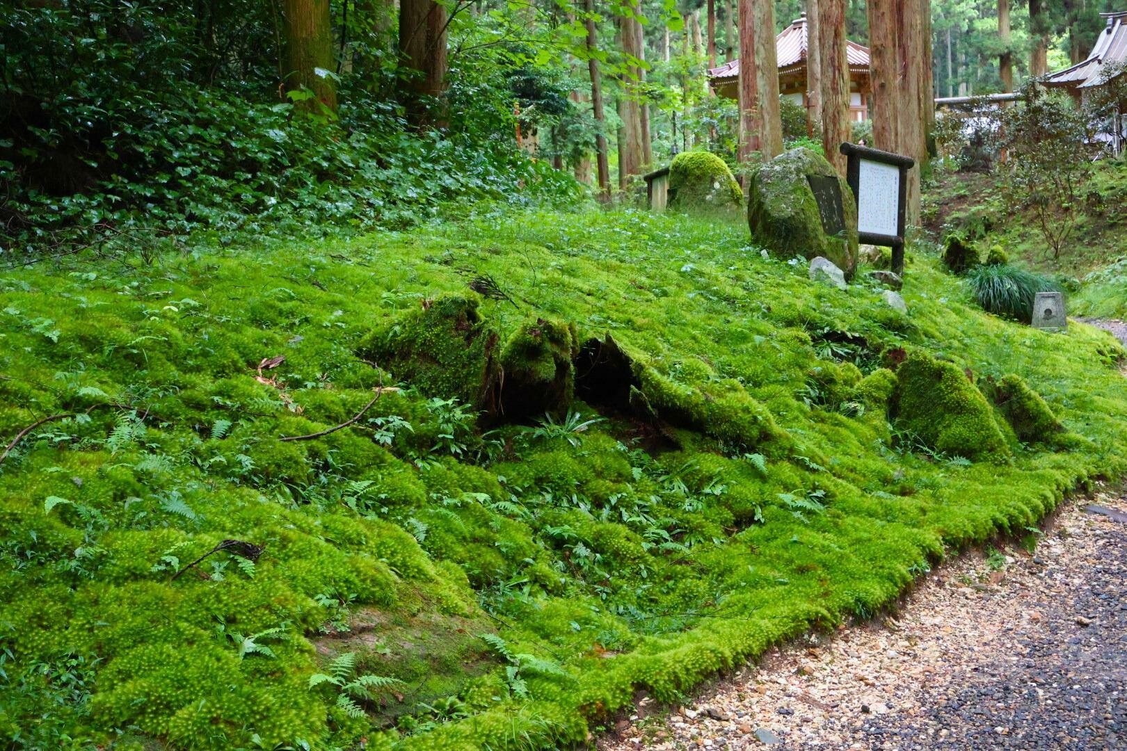 『苔むす』とはまさにこのこと