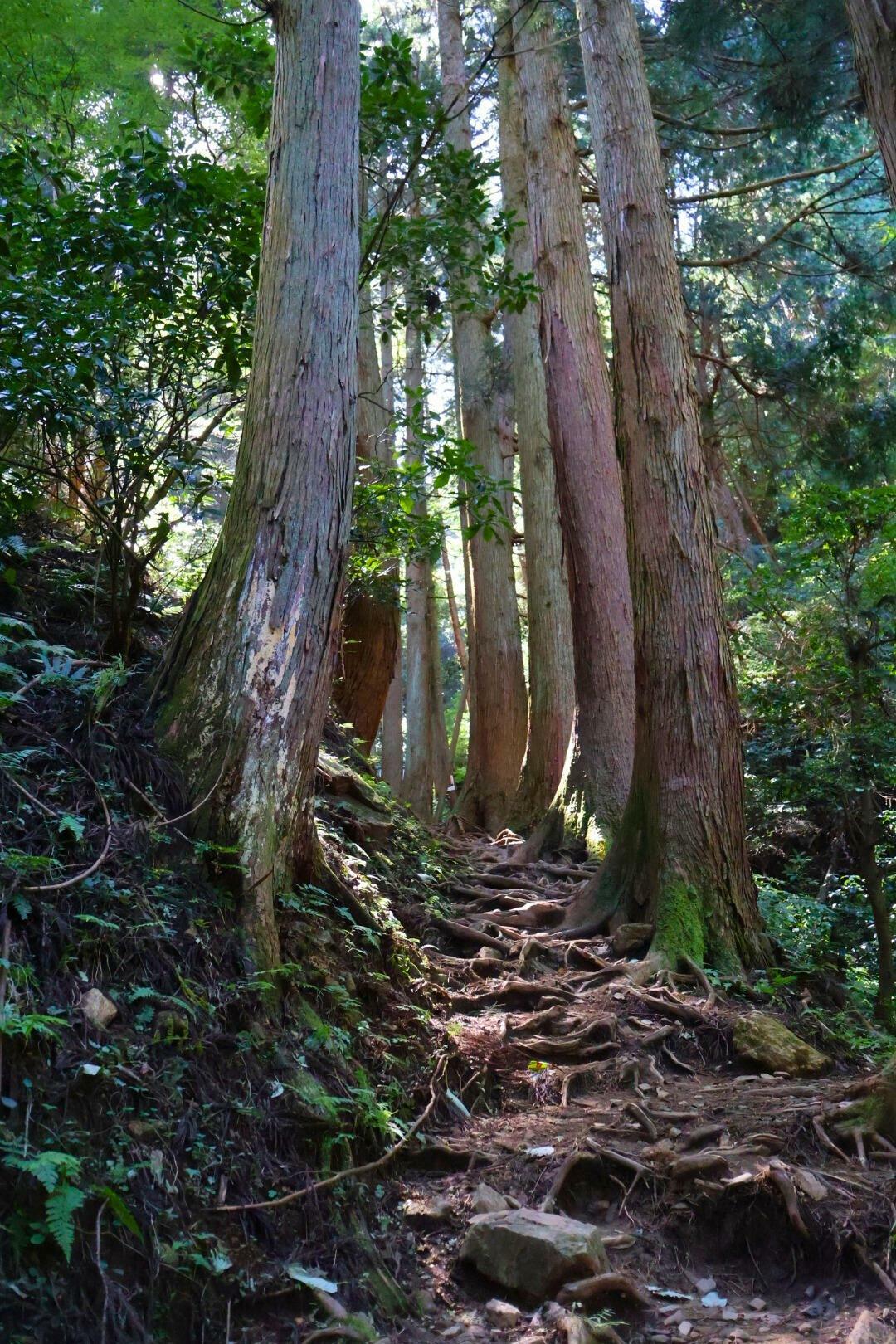 自然に近い道はより険しく、より美しく