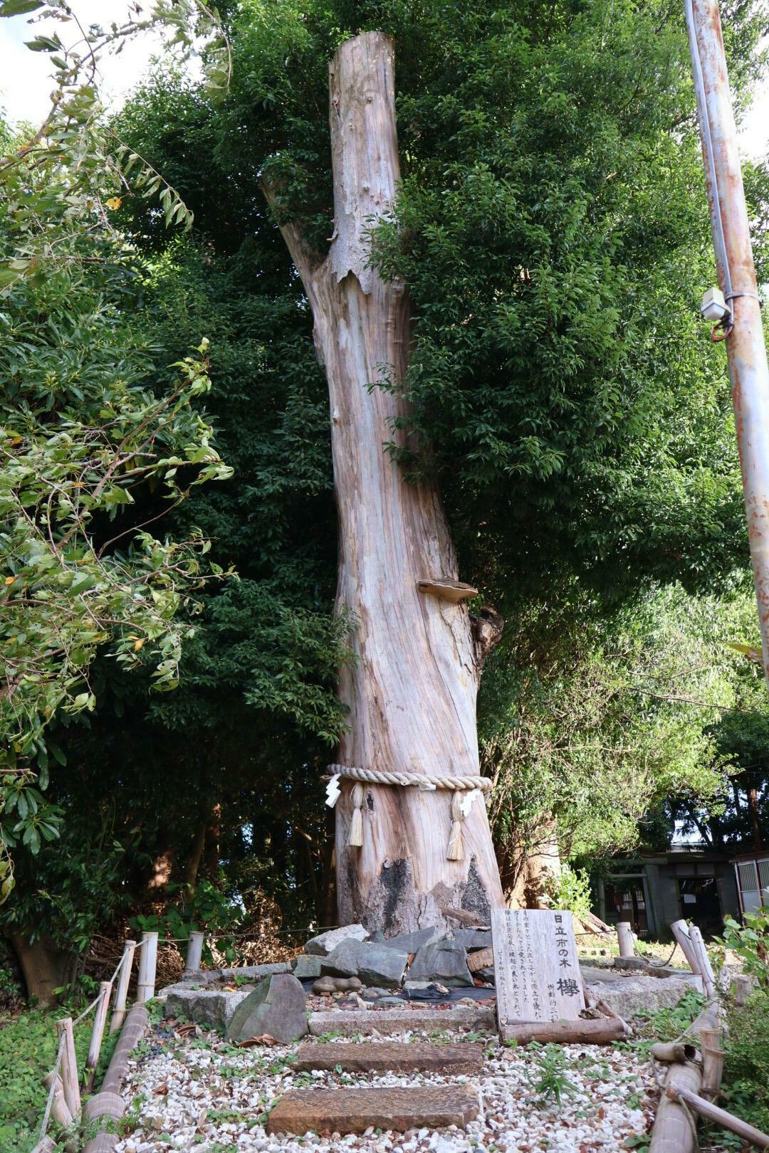 樹齢300年のけや木