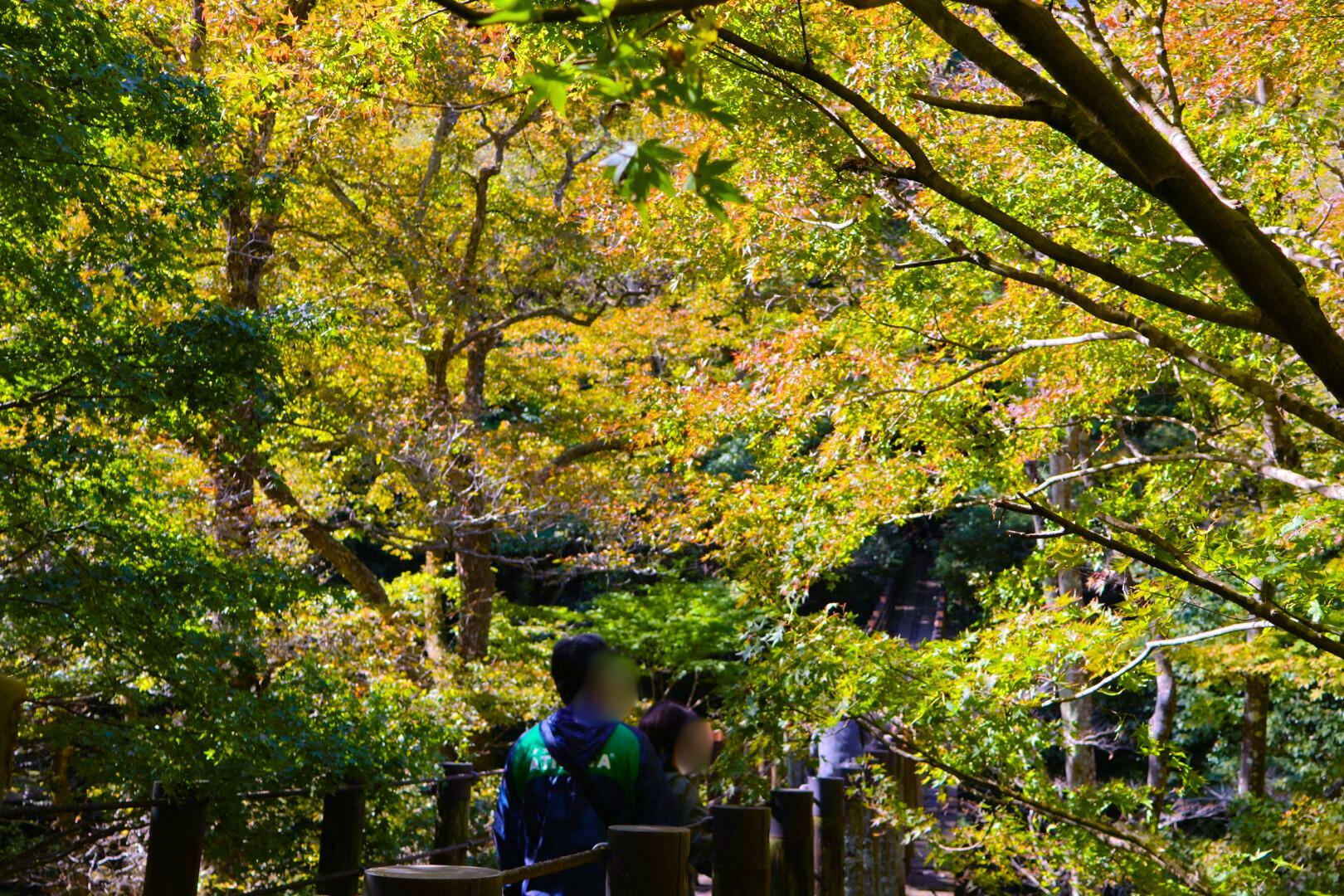 紅く染まる前段階を見れるのも今だけです