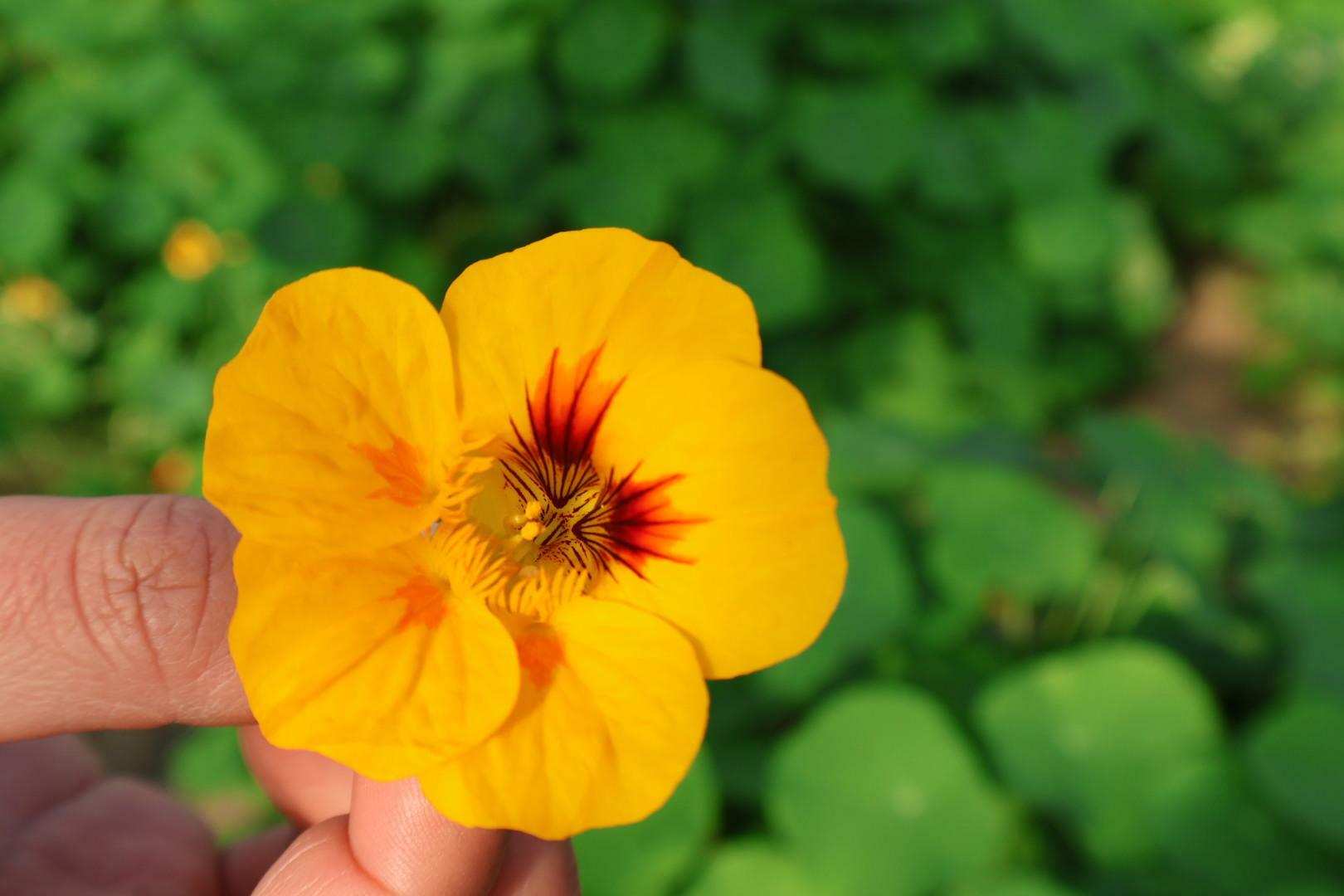 丸みのある大きな花びらが可愛いナスタチウム