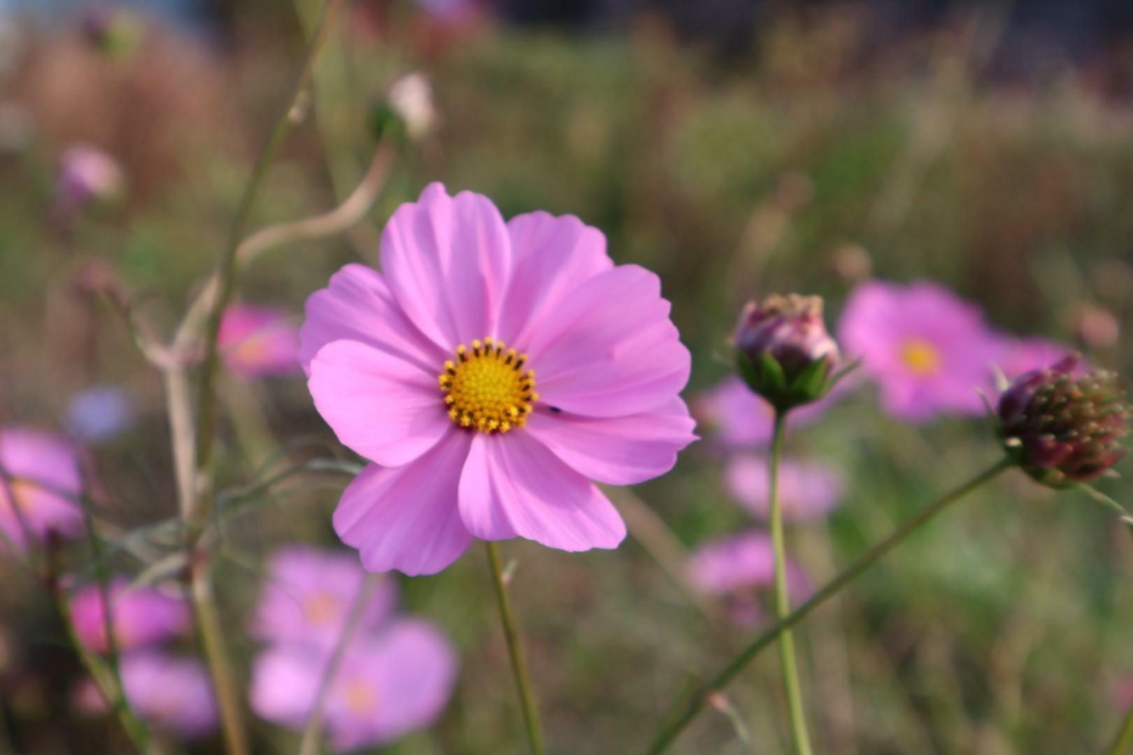 秋のお花コスモス