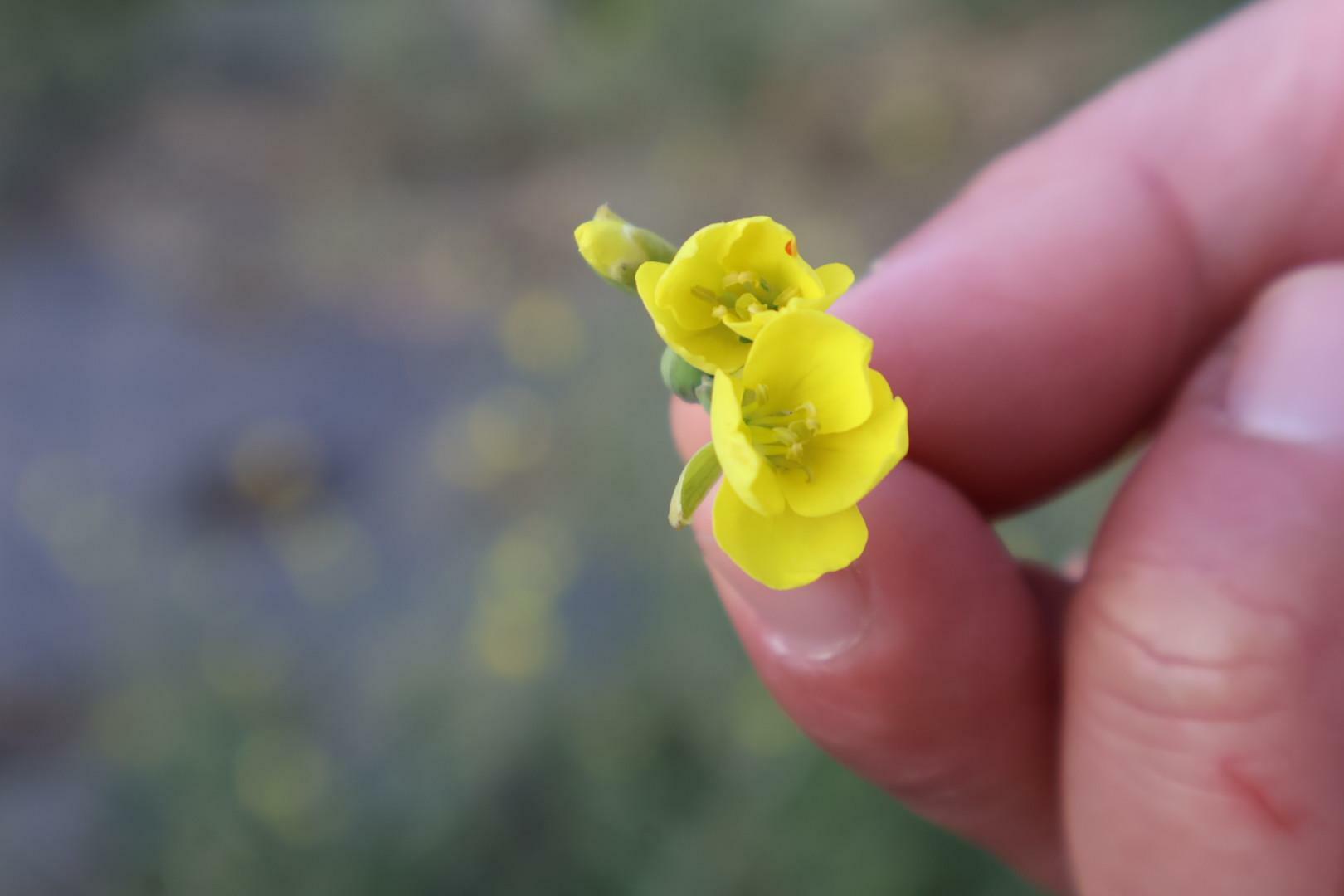 小花が可愛らしいセルバチコ