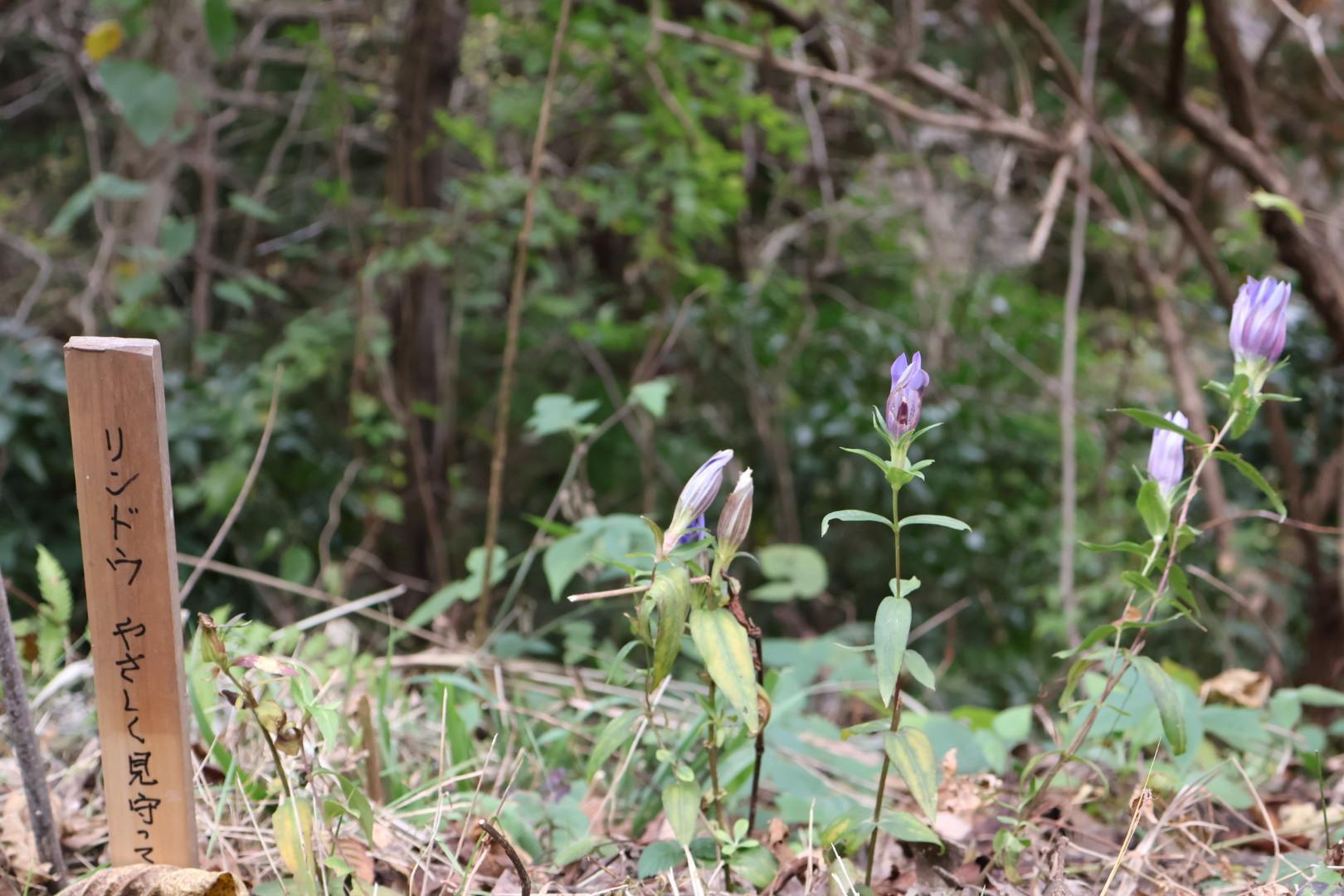 開花間近のリンドウ