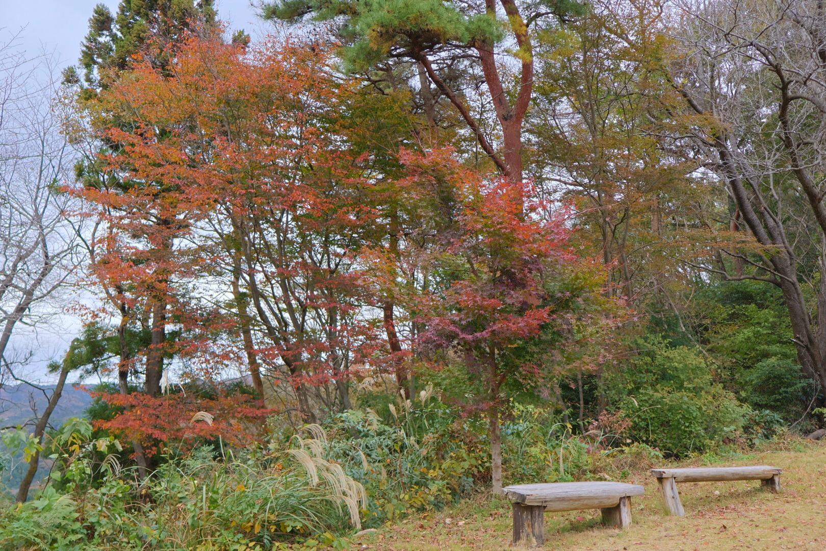 紅く色づいたモミジ