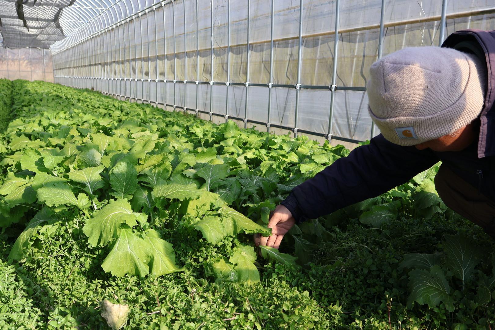 ふかふかに生える雑草を見て苦笑いする笹川さん