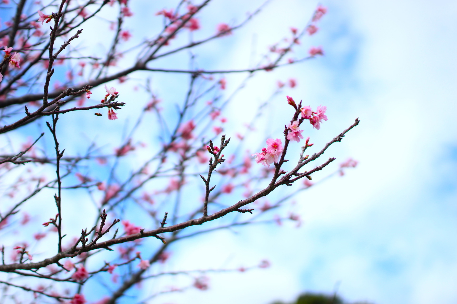 昨年、比屋良川公園にて撮影した桜