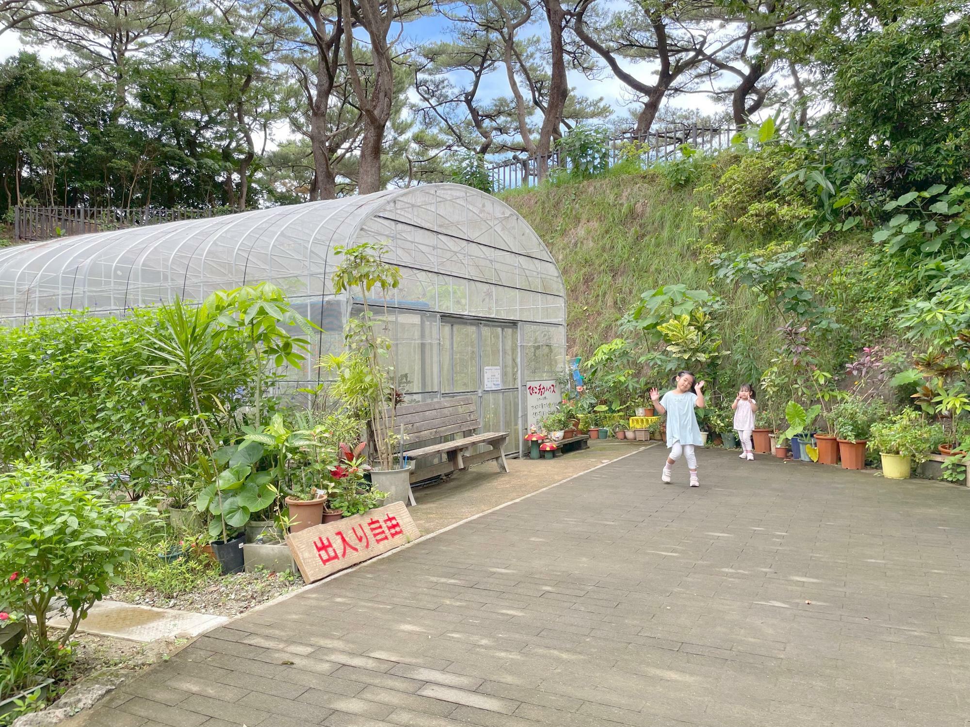 台風6号の後も無事でした！オオゴマダラがいっぱいの『てだこチョウ