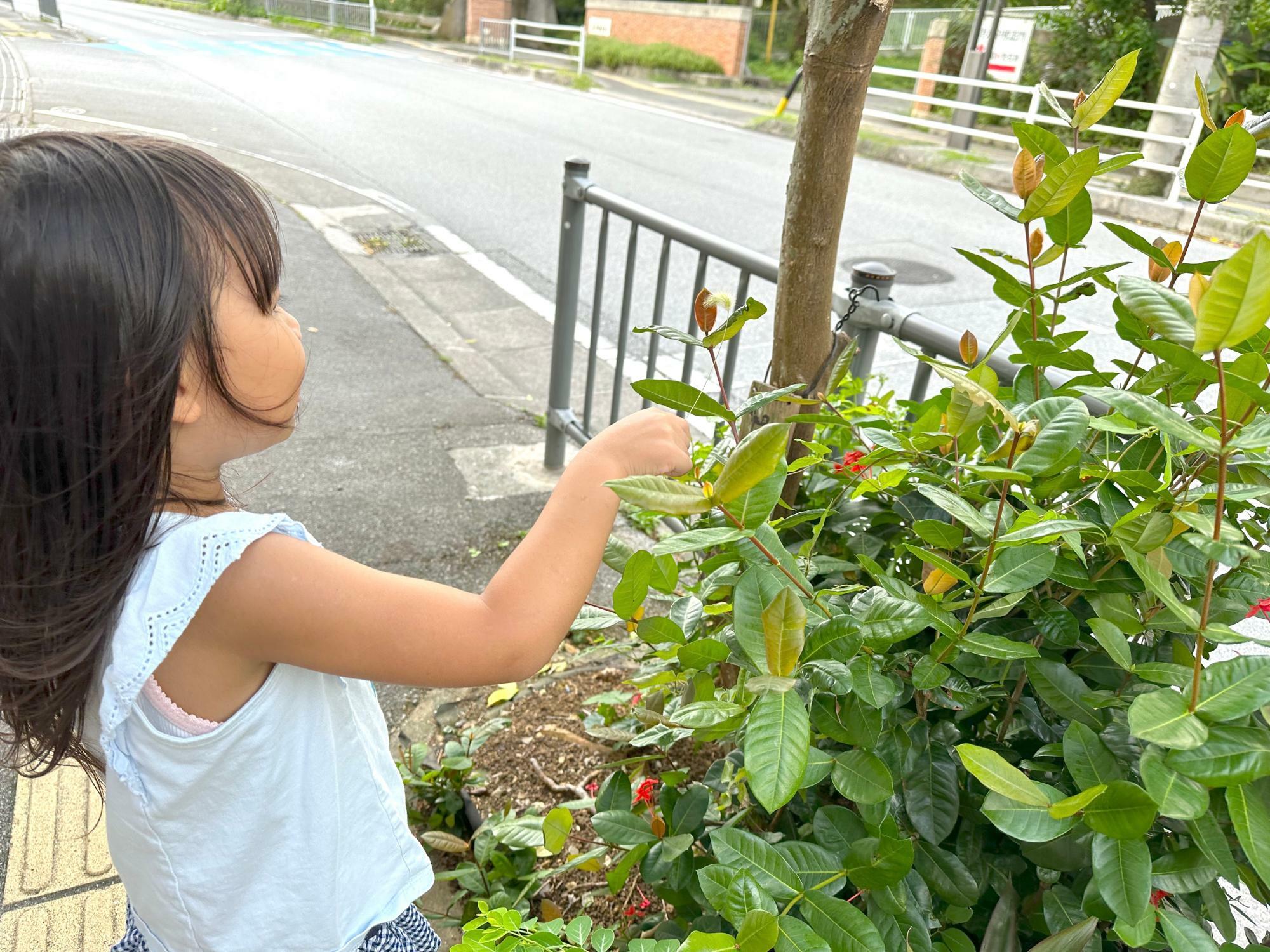 学園通りには花や樹が多いのでぜひ何の植物か確認されてみて下さい。