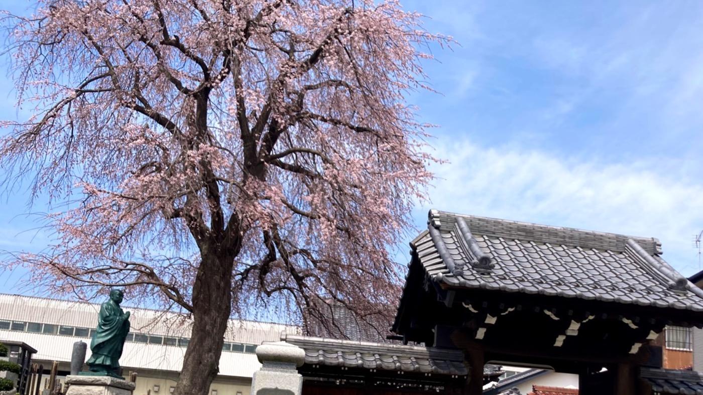 OLお花見足露出 松戸市】花見の人混みに疲れたらここ 大きなしだれ桜を下から見上げるお寺（星井） - エキスパート - Yahoo!ニュース