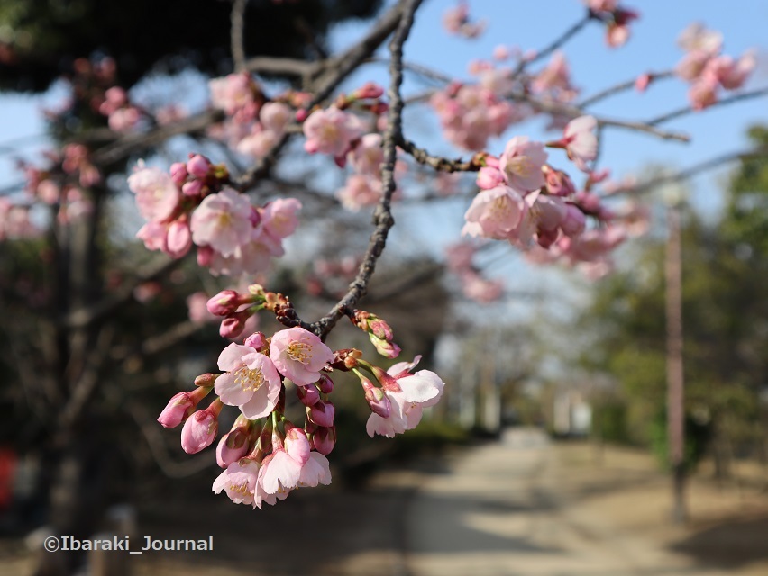 （2022年3月14日に撮影した元茨木川緑地の桜）