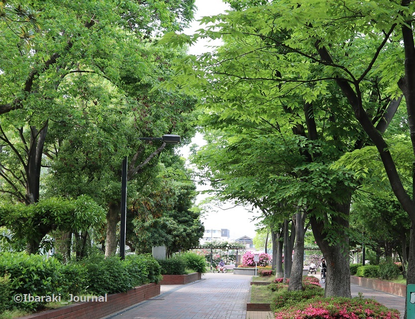 （若園公園前バス停から続く通りは鮮やかな緑で気持ちイイ！）