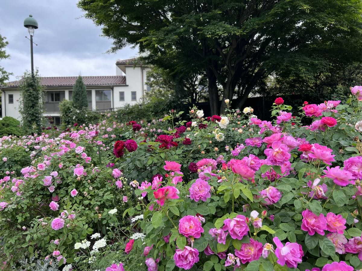 水彩画「港の見える丘公園のバラ園（横浜)」