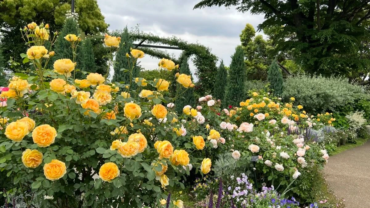 横浜市の花「バラ」が見頃！優雅な香り広がる港の見える丘公園のローズガーデン（いちみ） - エキスパート - Yahoo!ニュース