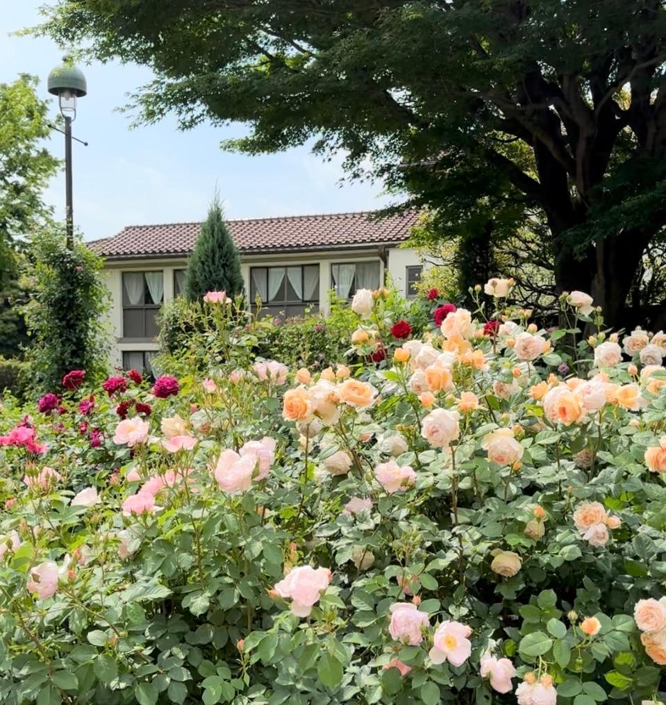 横浜市】バラが咲き誇る港の見える丘公園を散歩(いちみ 横浜市】バラが咲き誇る港の見える丘公園を散歩(いちみ