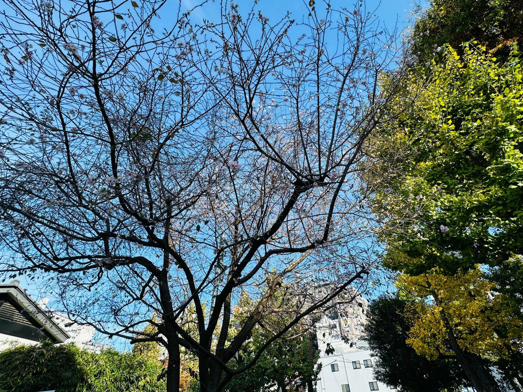 浅草ニ天門の傍にある10月桜