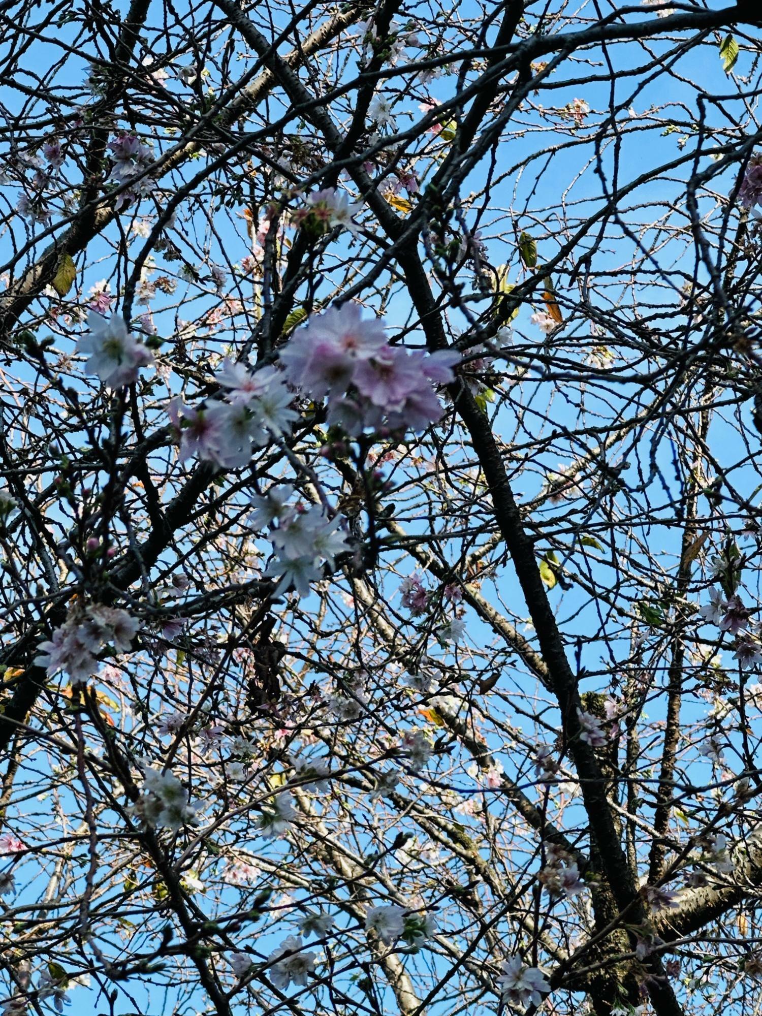 浅草ニ天門の傍にある10月桜