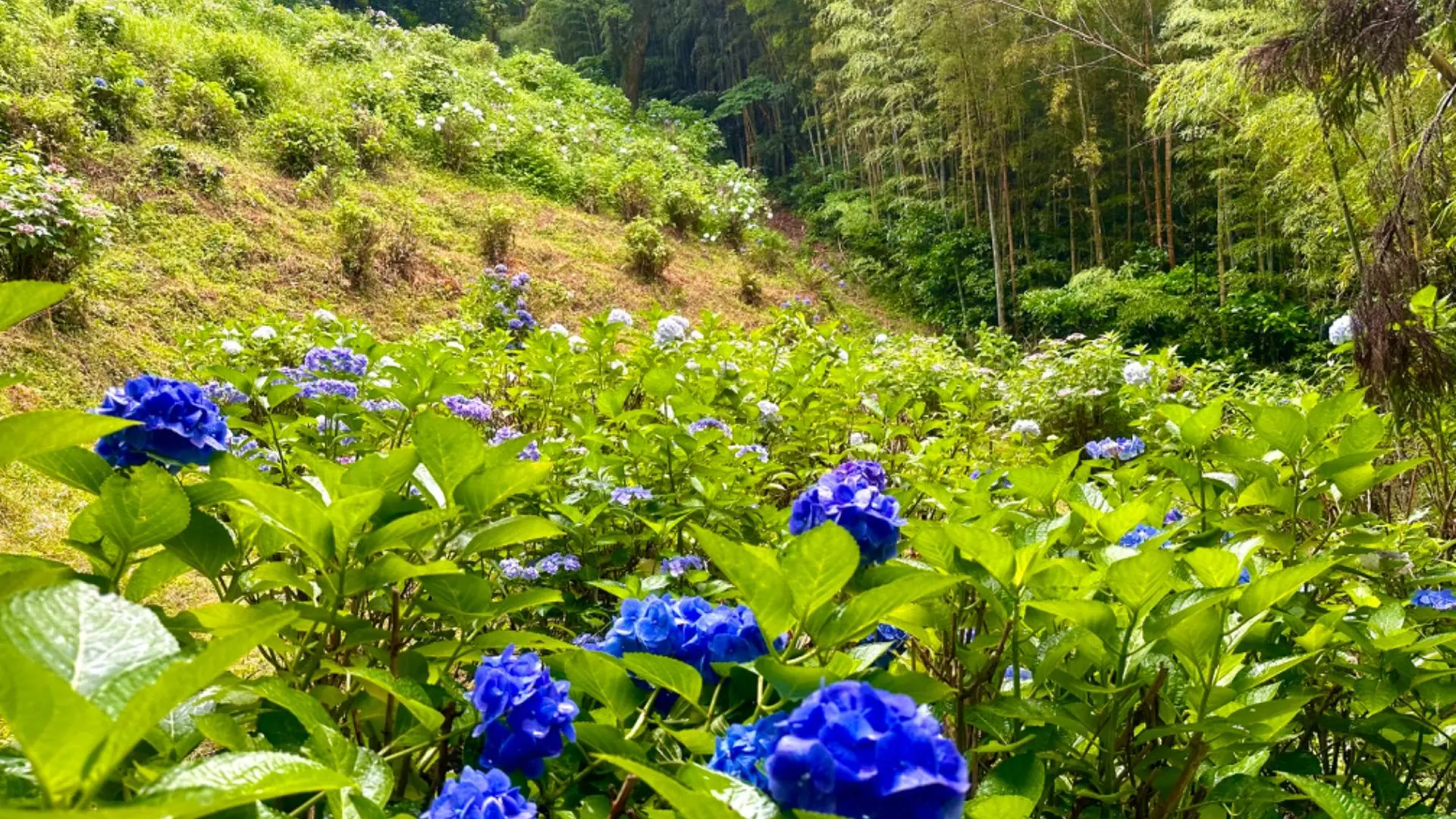 水彩画ジクレー版画「高良山あじさい園」（久留米市）