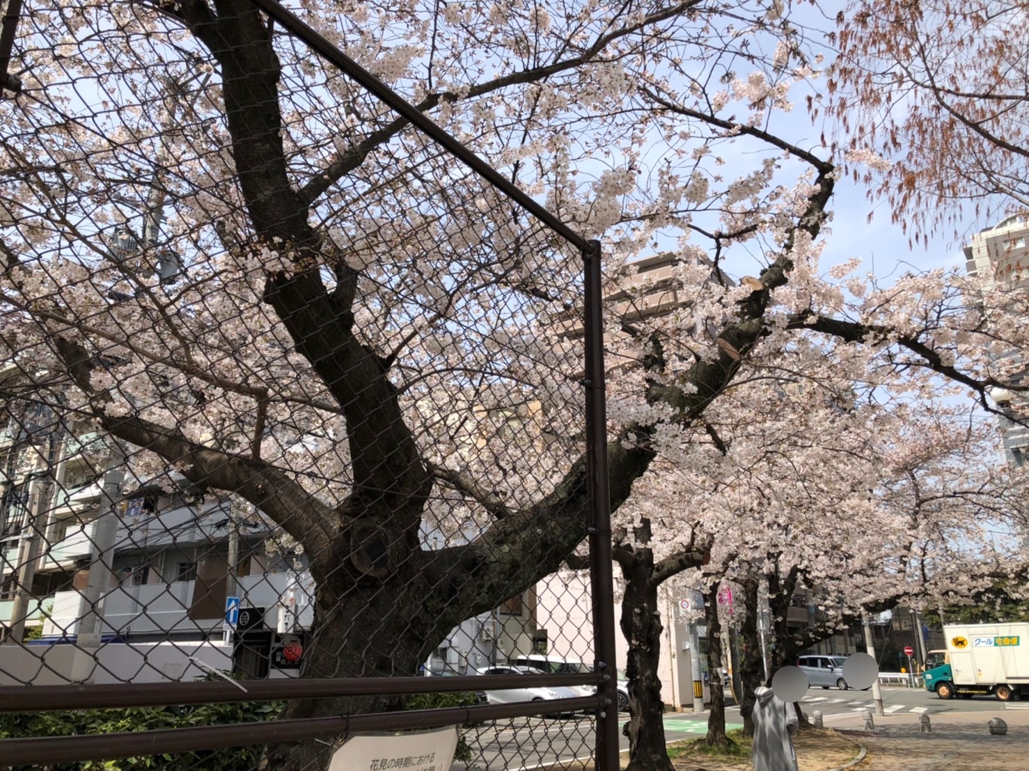 堀川公園のソメイヨシノ（3月25日撮影）