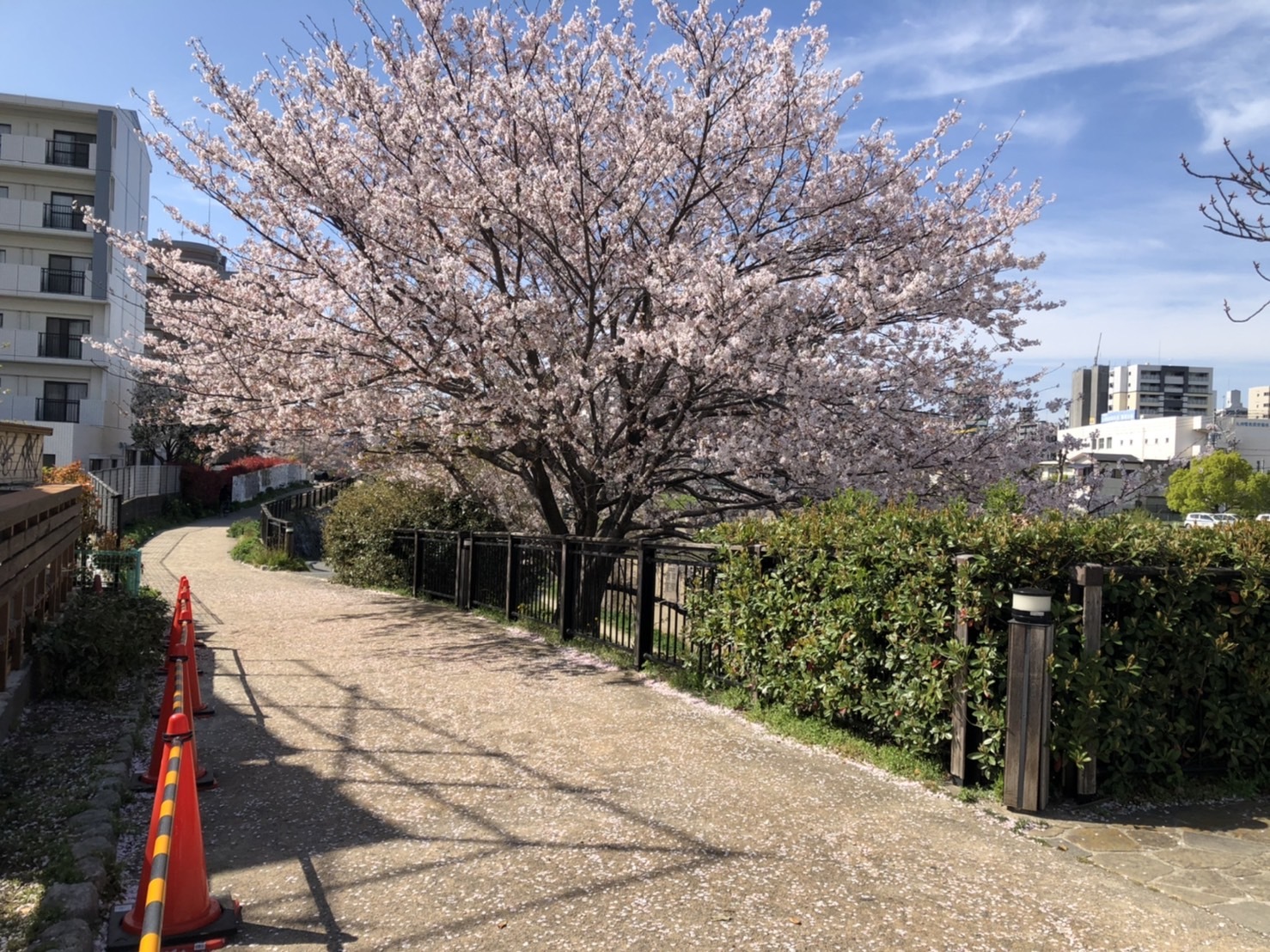 那珂川沿いの桜（2022年4月1日撮影）