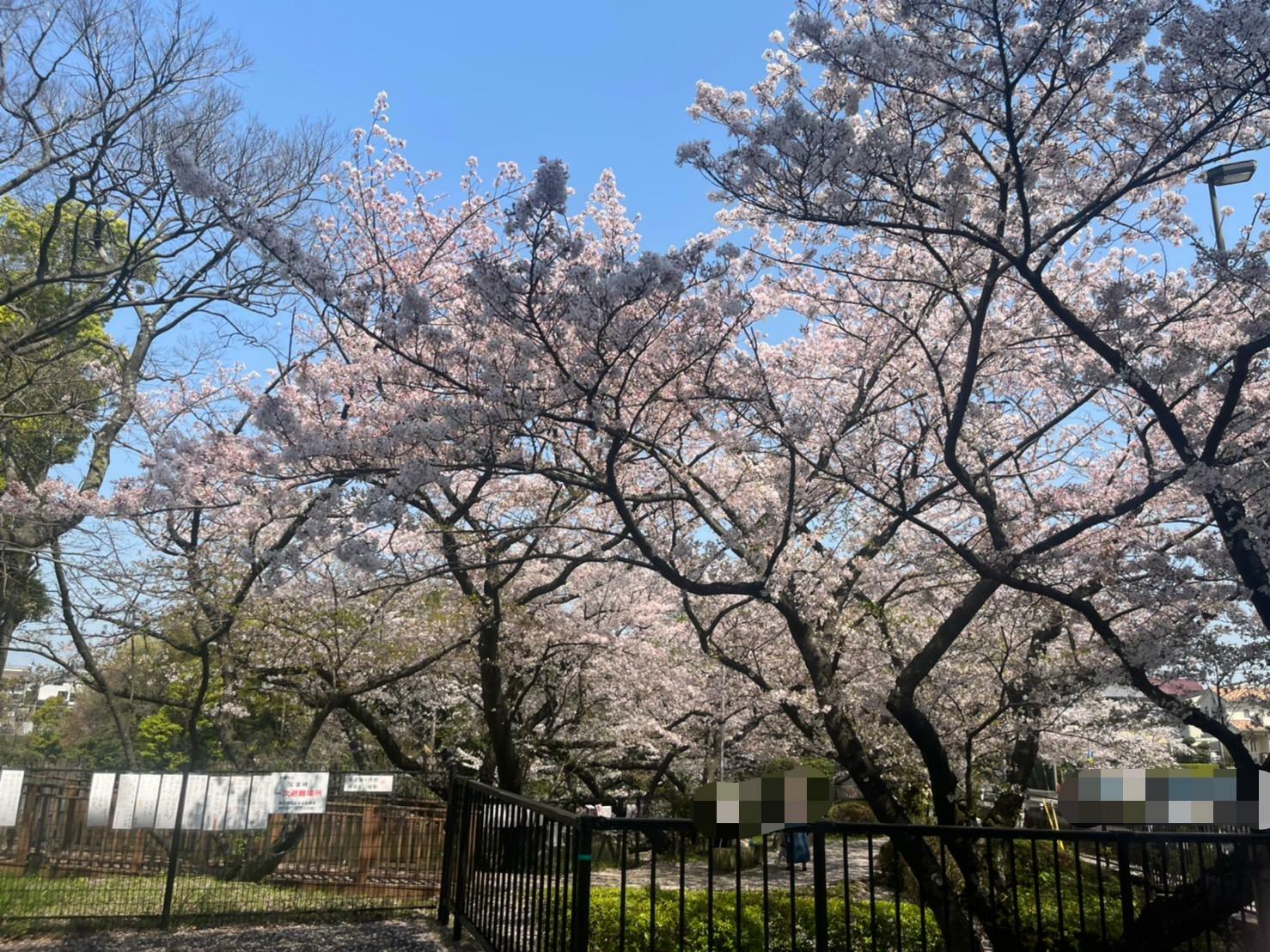 桧原桜公園　(2023年春 撮影)