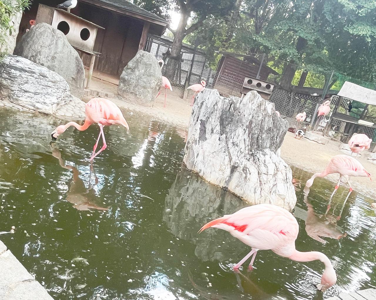 とにかくカワイイ　久留米市鳥類センター