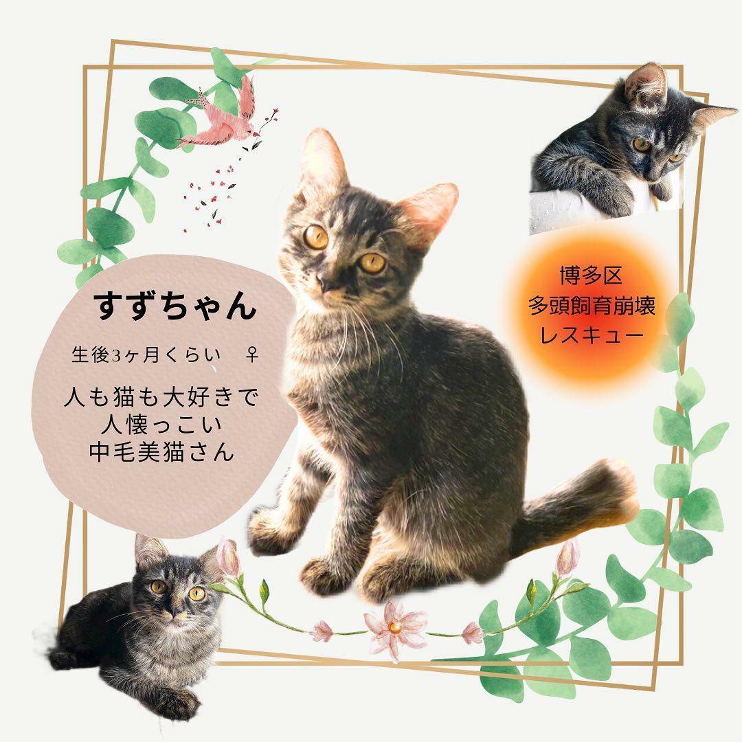 ※画像提供：ねこ99福岡 ×sakuraneko 合同譲渡会