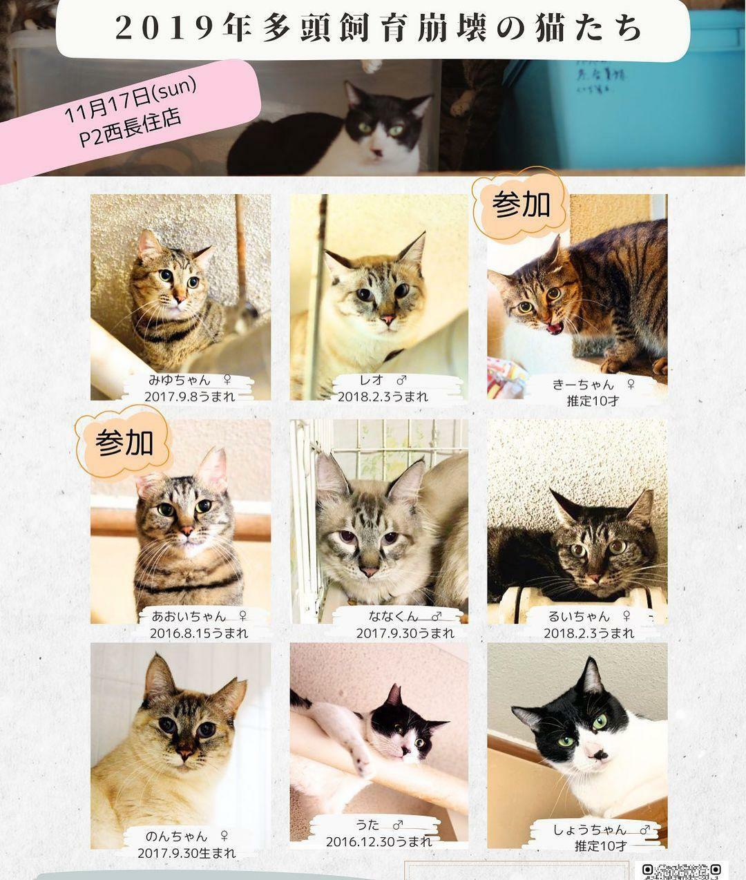 ※画像提供：ねこ99福岡 ×sakuraneko 合同譲渡会