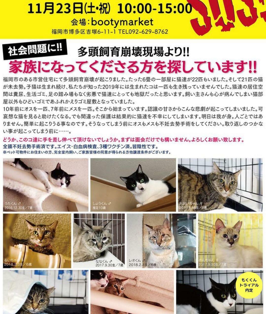 ※画像提供：ねこ99福岡 ×sakuraneko 合同譲渡会