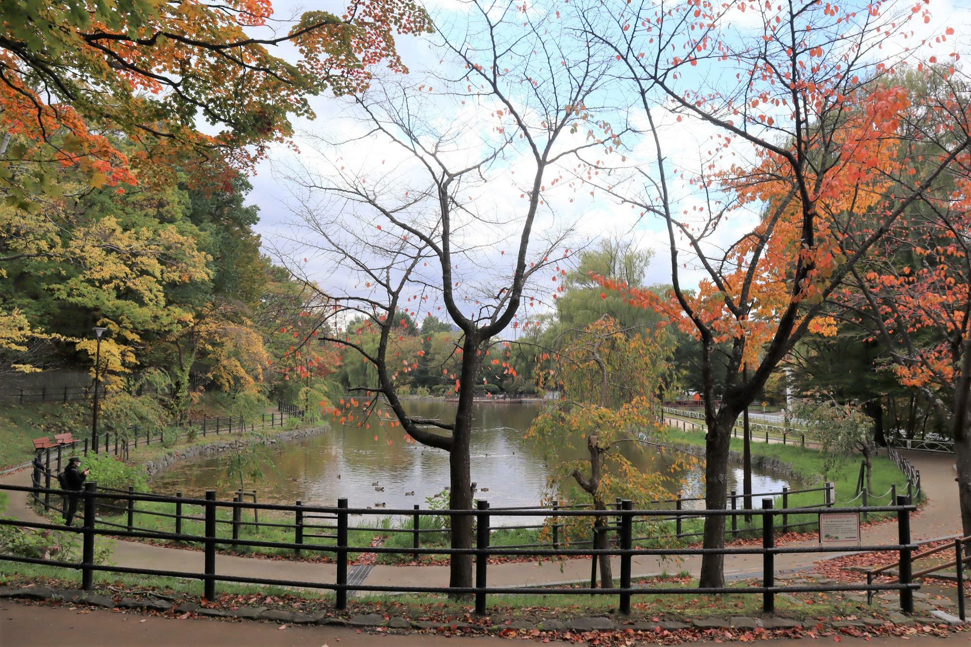 ここも紅葉が美しい場所です。ボート池から歩くこと１０分弱ほどで多目的広場にでます。