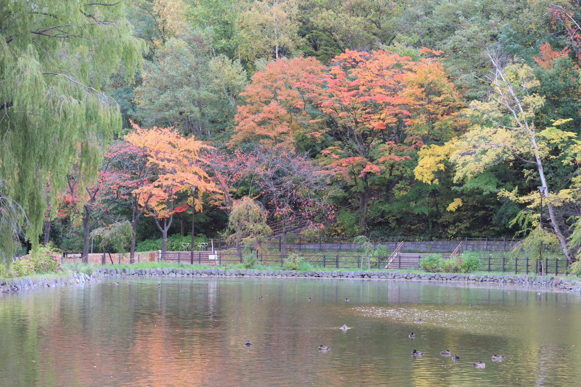 紅葉の淡い色がきれいです。