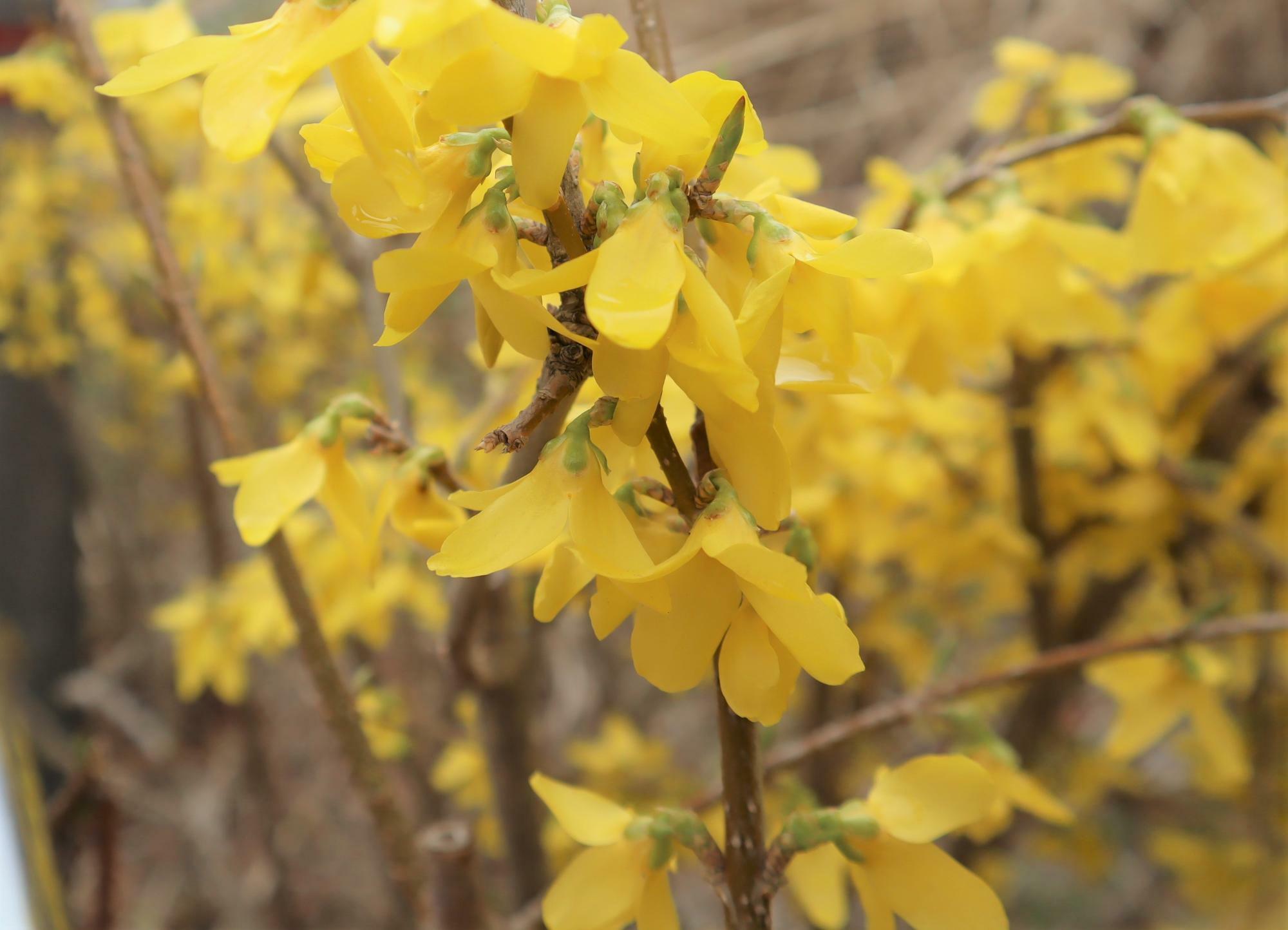 早春を知らせる花で、花言葉は「希望」「期待」など・・・。