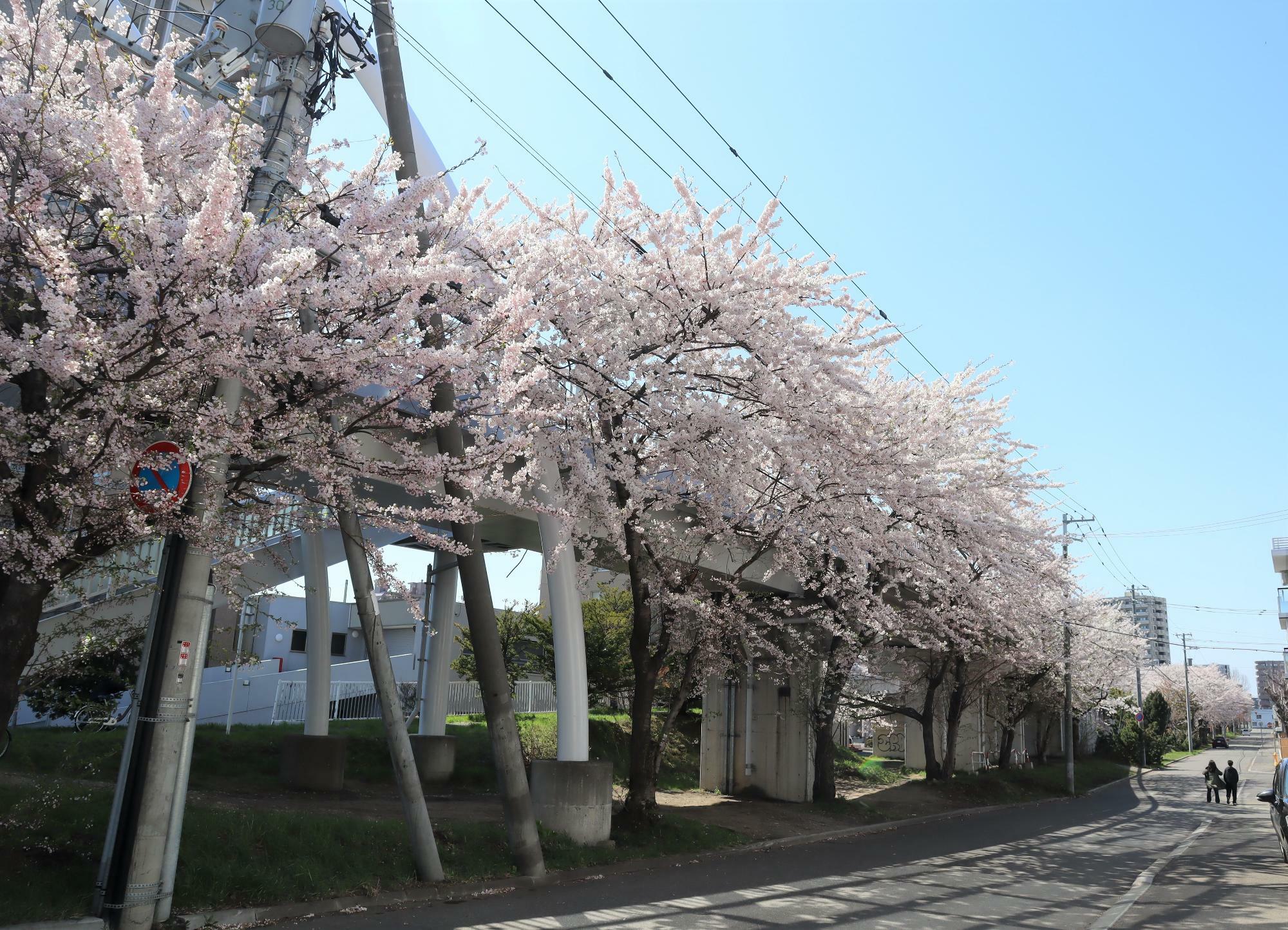 環状夢の橋に沿って桜並木が続いています。