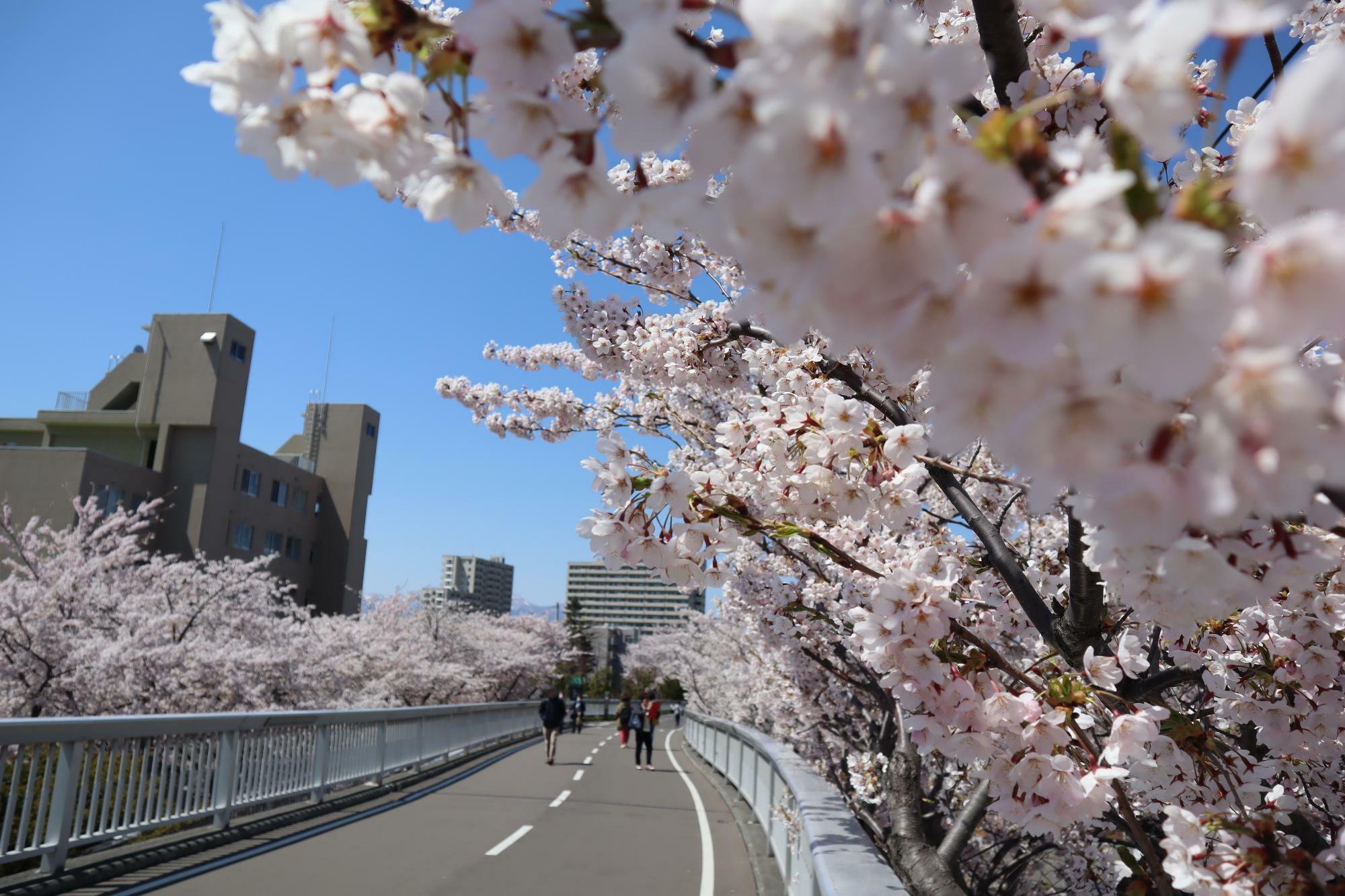 橋の中央から桜のトンネル方向を向き撮影。