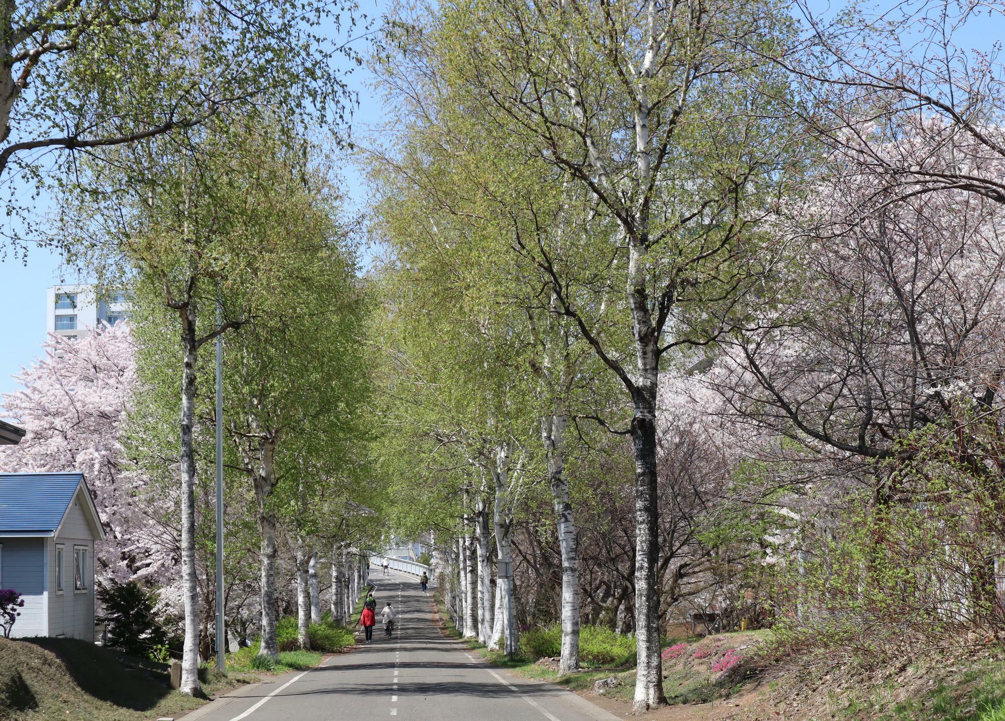 この先が環状夢の橋の方向となります。土手では芝桜も咲き始めていました。