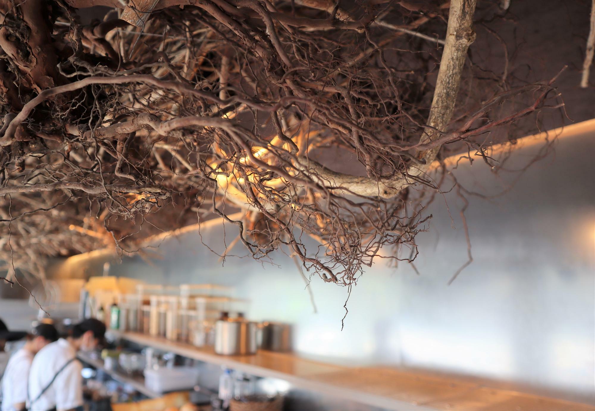 店舗内の天井にはブルーベリーの根が飾られています。芸術的にも見えますが、土の中を無尽に張り巡らされた細い根まで間近で見ると生命力を感じます。