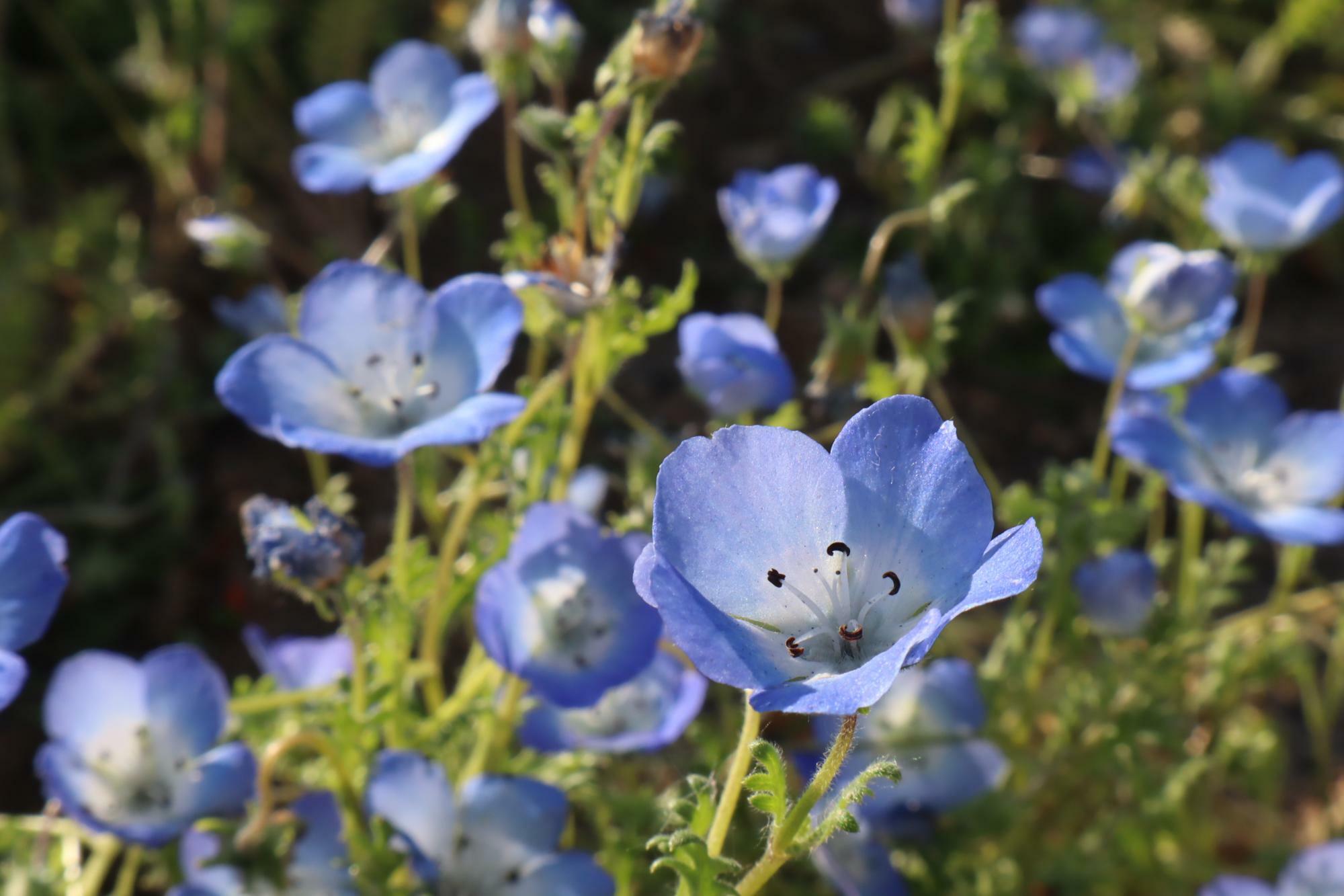 ネモフィラが見頃でした。小さなお花ですが、爽やかな美しい青に惹かれます。