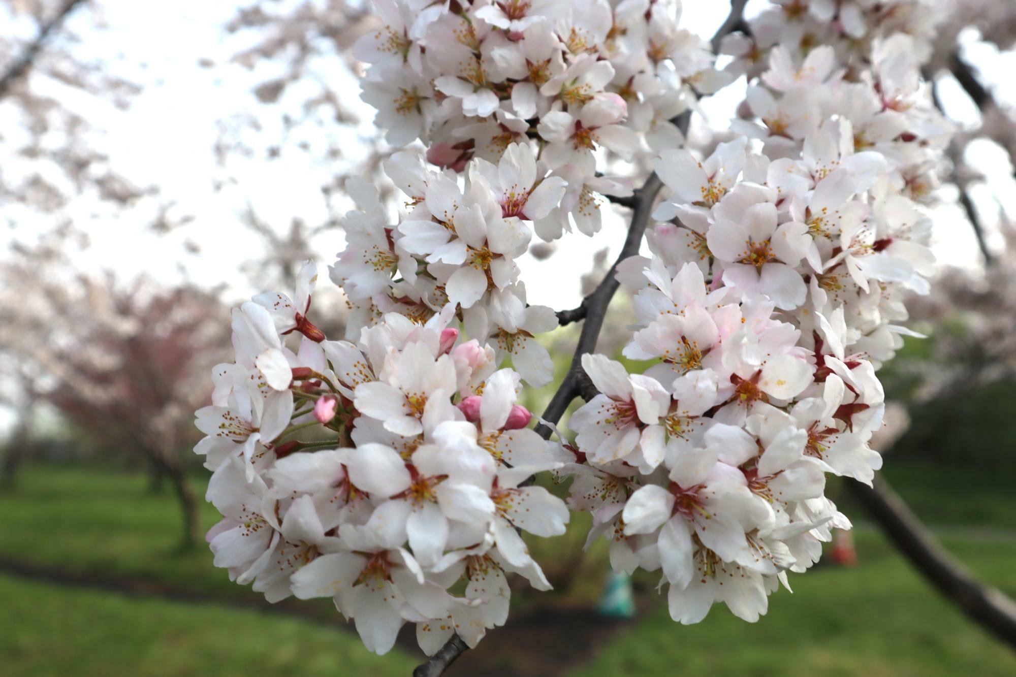 枝先の桜をよく見ると、つぼみもちらほら。