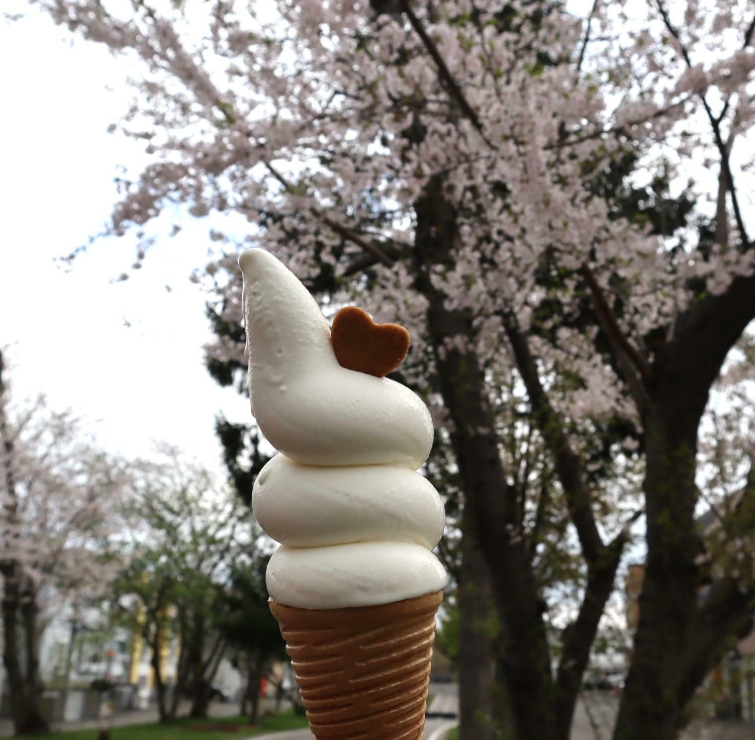 美瑛産ミルクを使用したソフトクリーム。４４０円。ソフトクリームは１１：３０~１８：３０までの販売。こちらは店舗の方からご提供いただきました。