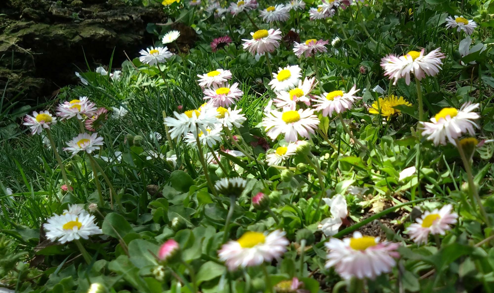 円山公園には群生になって咲いていますが、タンポポと一緒に咲いていたりして、上を見るお花見をしていると割と踏まれてしまいがち・・・いろははこのお花がかわいくて大好きなんですよねぇ～。今年も会えました。