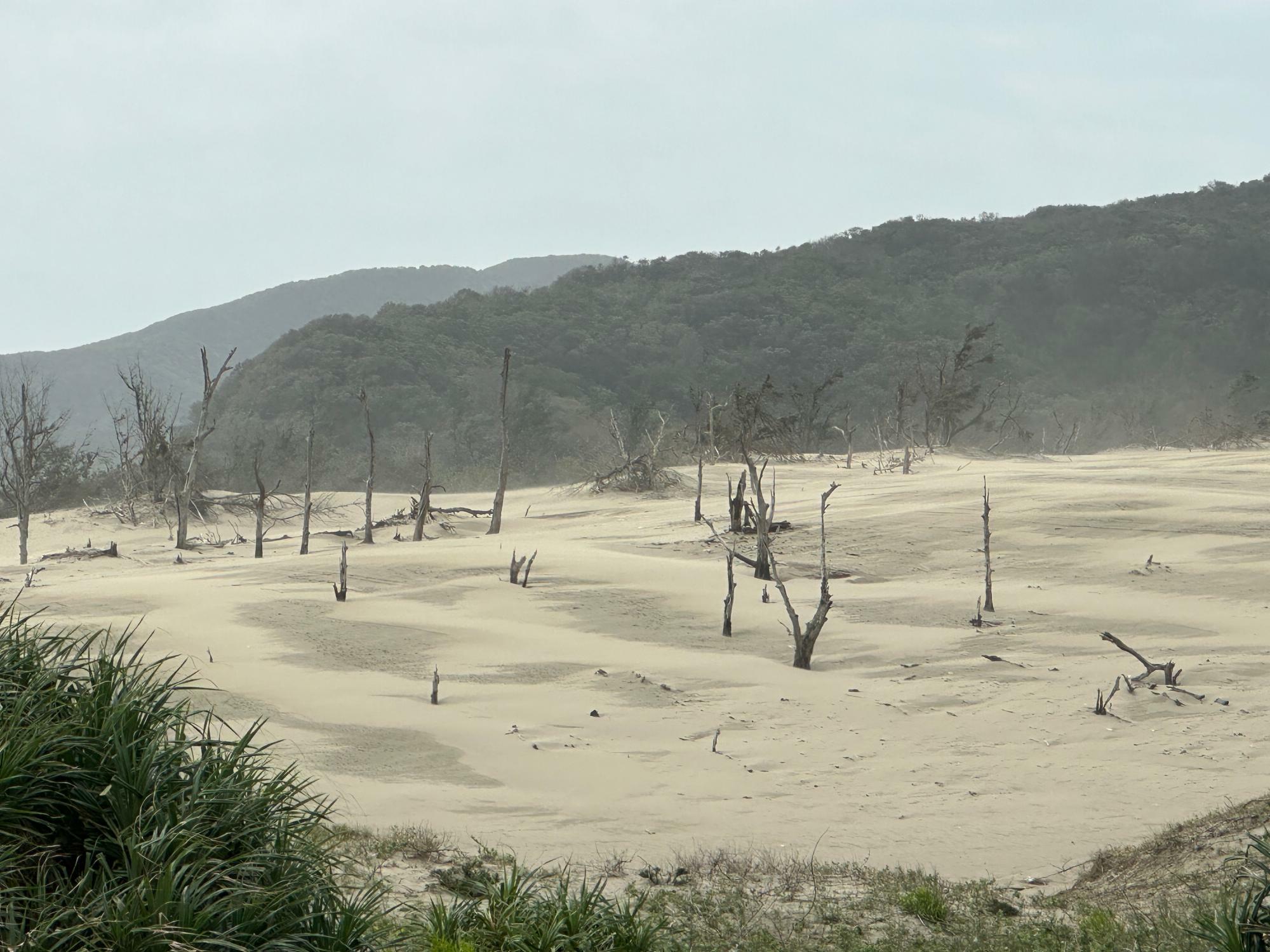 旭海の海岸線には砂丘もある