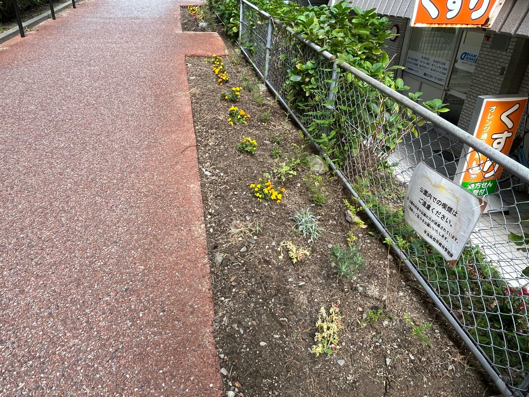 公園へ向かう坂道にはお花が植えられています。まだ小さいです。