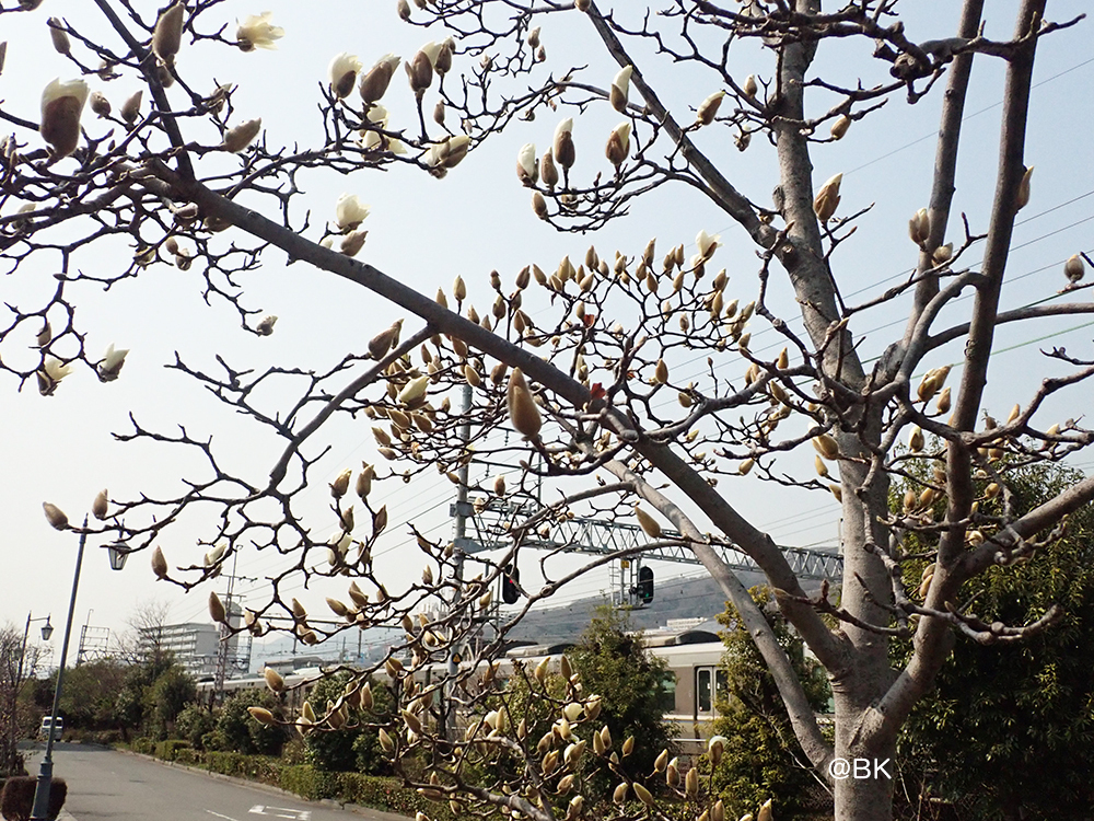 JR神戸線の甲南山手駅からほど近い場所にあるハクモクレンの木々。