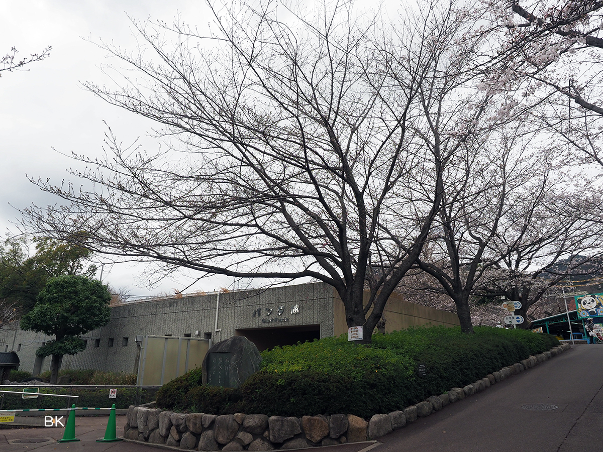 今年から新たに標本木となった桜の木。