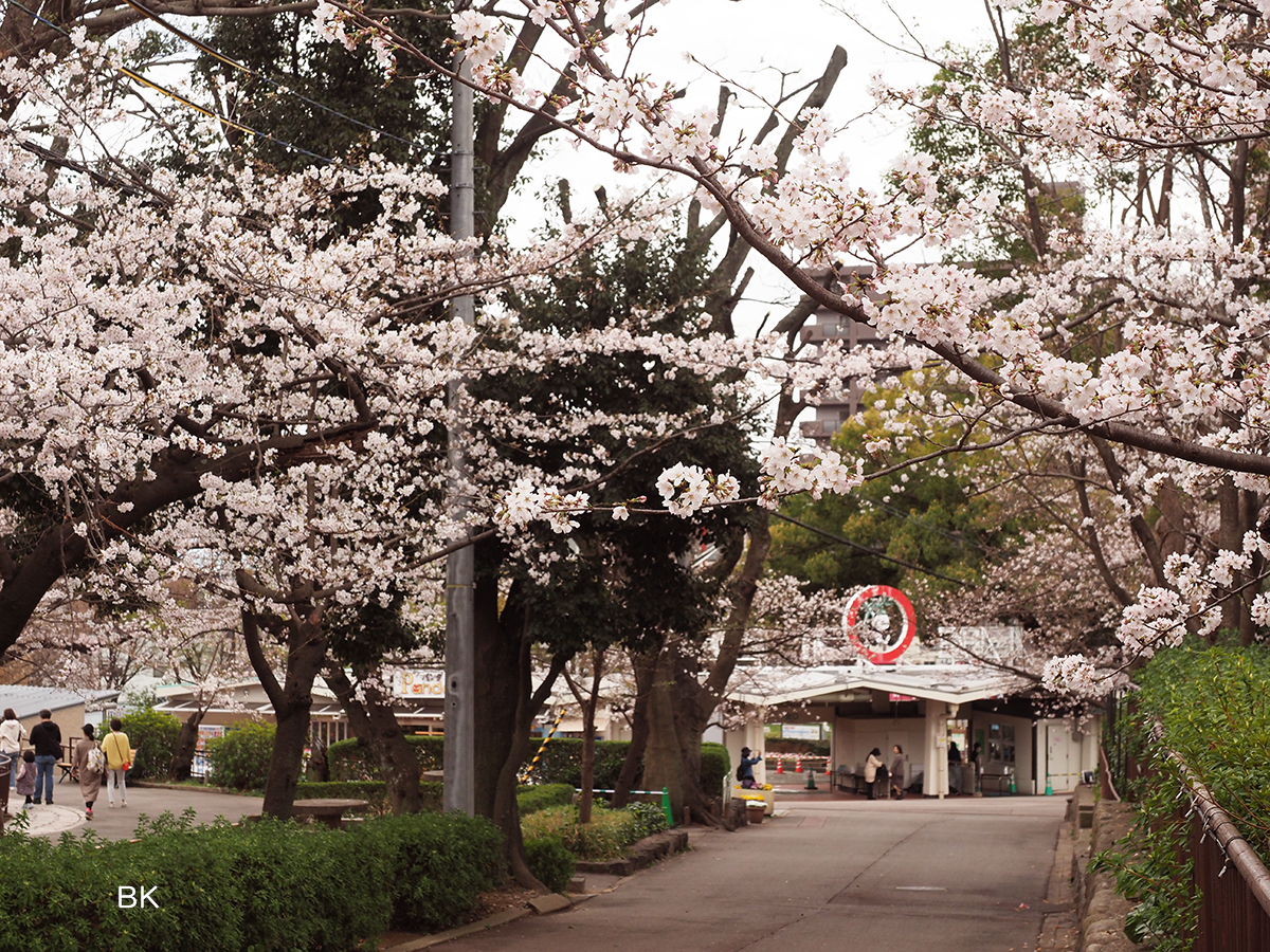 他の桜の木は早いものは五分咲きと言った感じの木も。