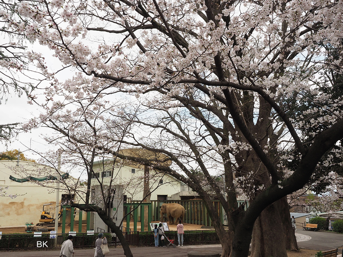 ゾウ舎の前にある桜の木。