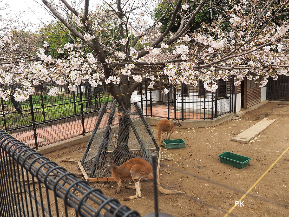 カンガルーはお花見のベストポジションをキープ。