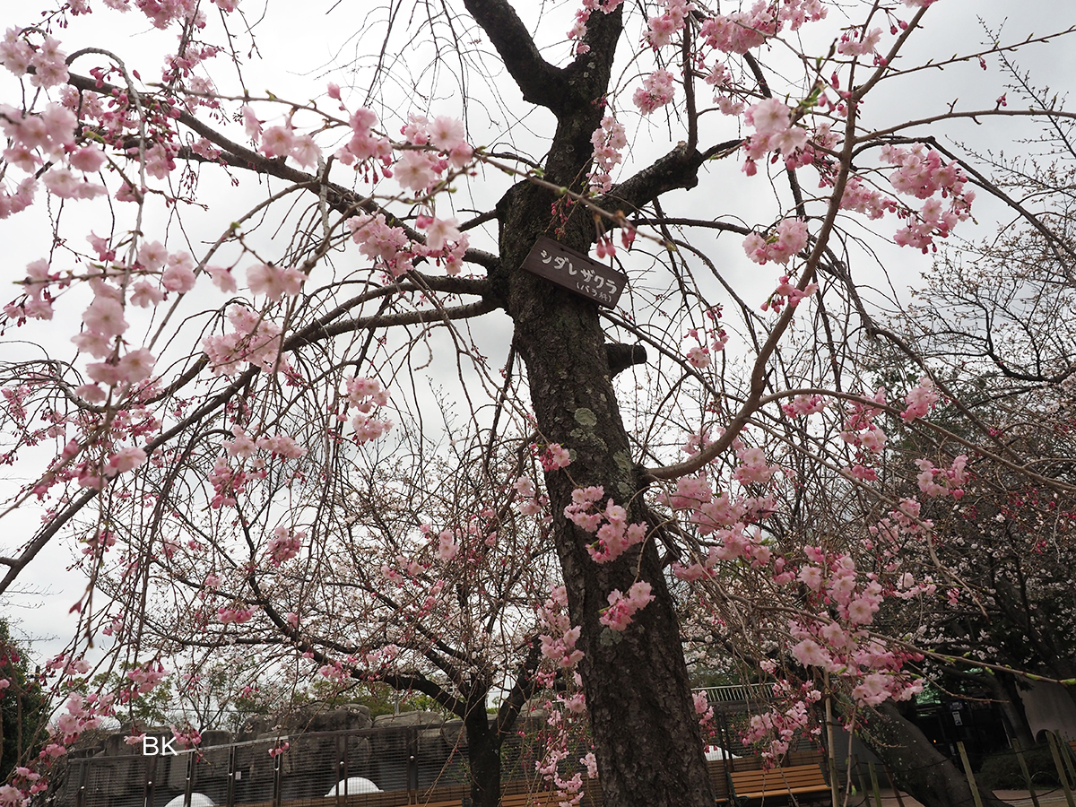 枝垂れ桜も園内にはある。