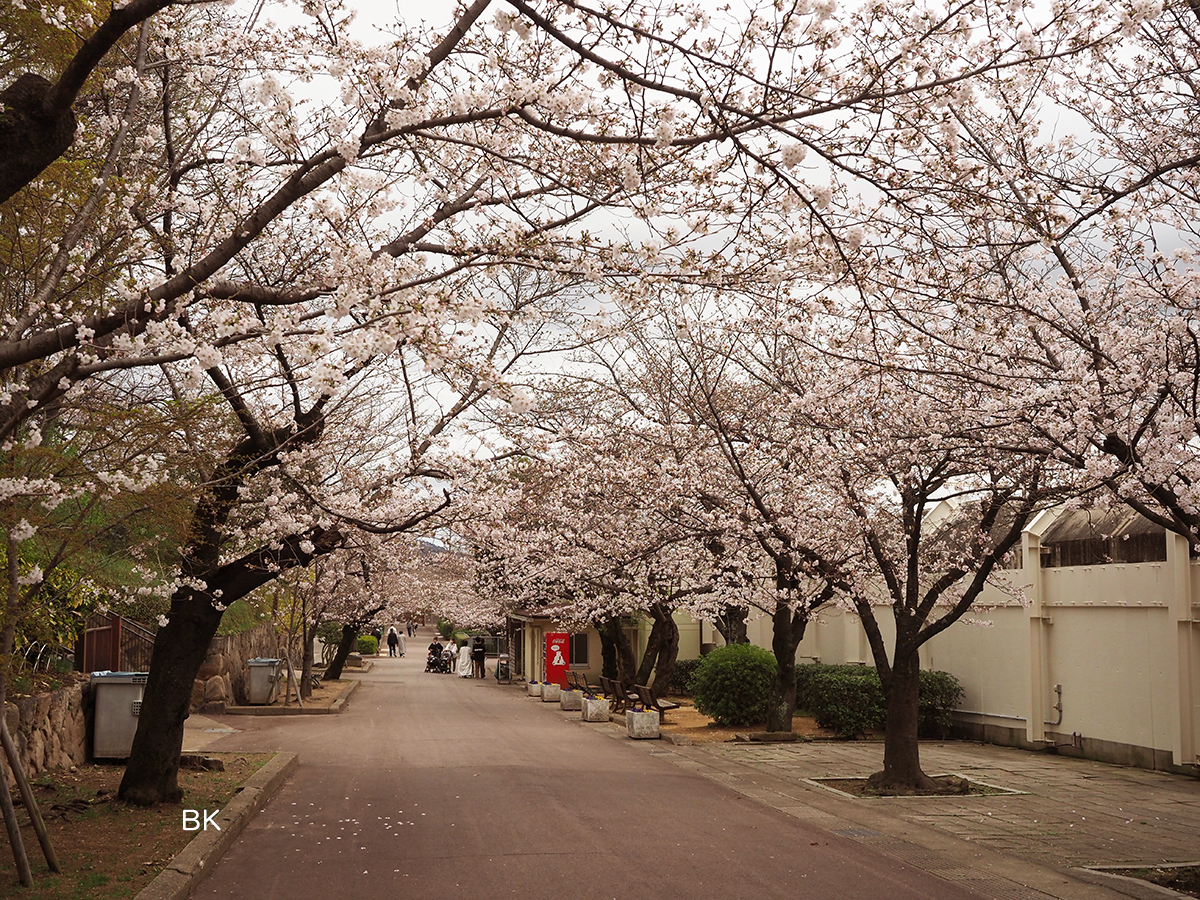 北園前の通りは桜のトンネル状態。